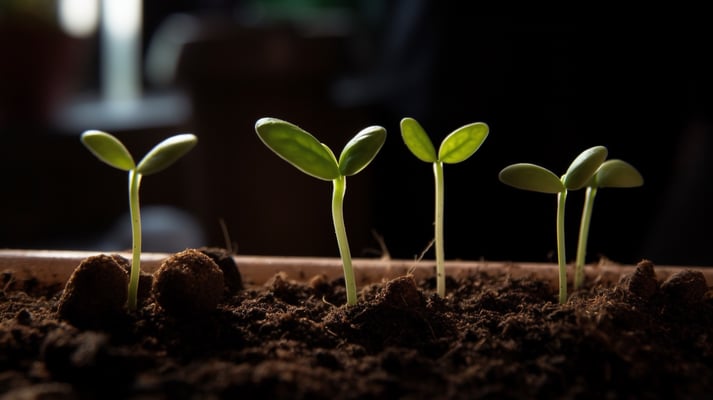 image of soil and 5 plants 