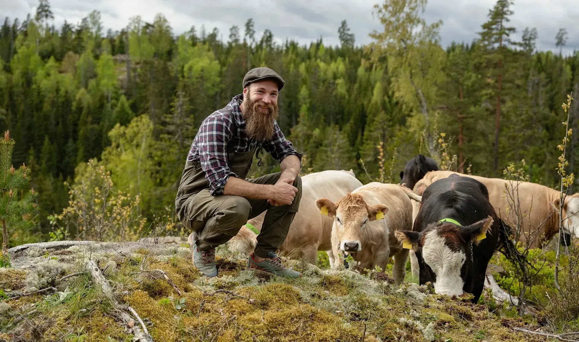 Nofence-kunde med dyr på beite